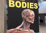expo human bodies mons